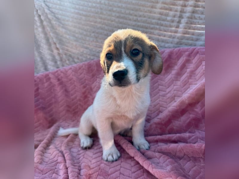 Ella - besondere Nase sucht besondere Menschen!