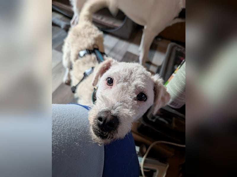 Nelly - Terrierdame sucht ihr für immer Zuhause!