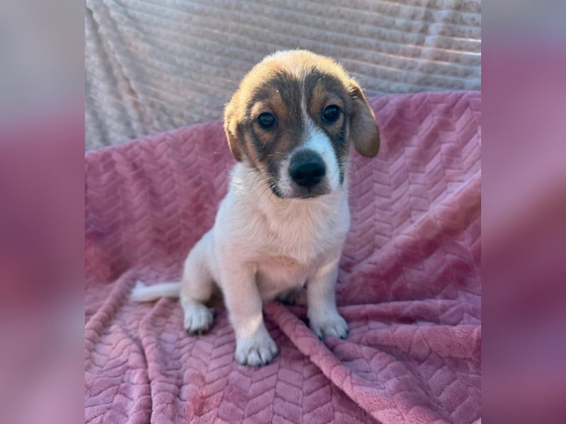 Ella - besondere Nase sucht besondere Menschen!