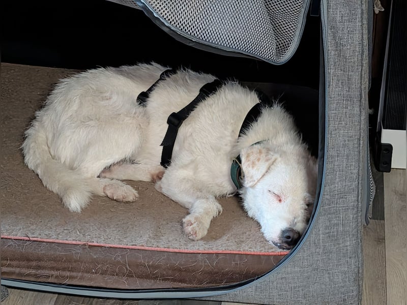 Nelly - Terrierdame sucht ihr für immer Zuhause!