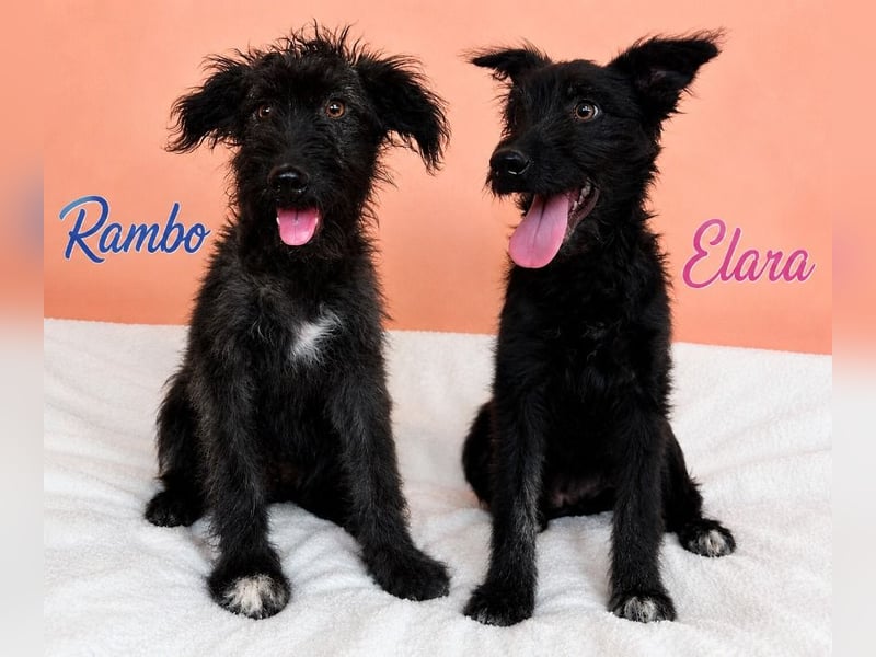 Elara - schwarze Plüschmaus sucht Familie!