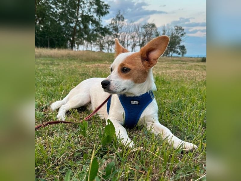 Sammy - frecher Kerl sucht Zuhause!