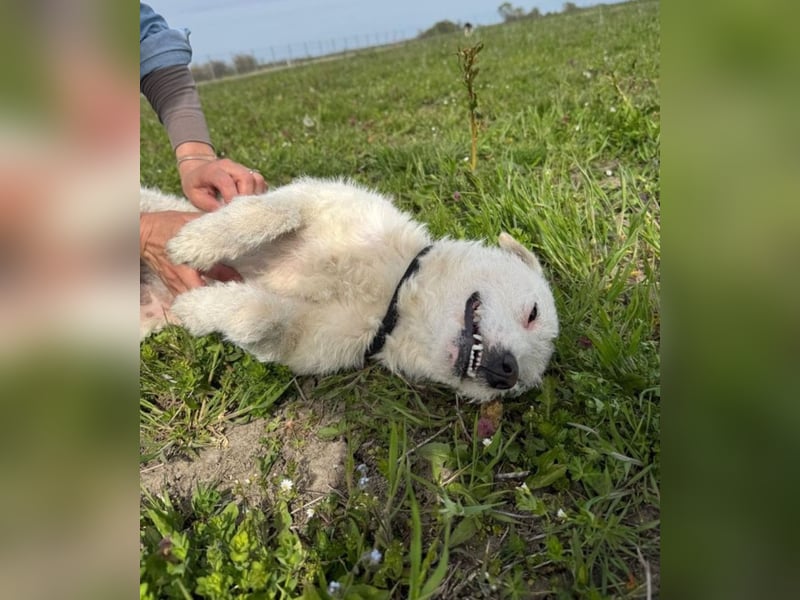 Nelly - Terrierdame sucht ihr für immer Zuhause!