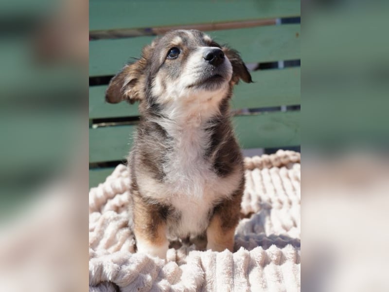 Friedolin - kleiner Entdecker sucht Zuhause!
