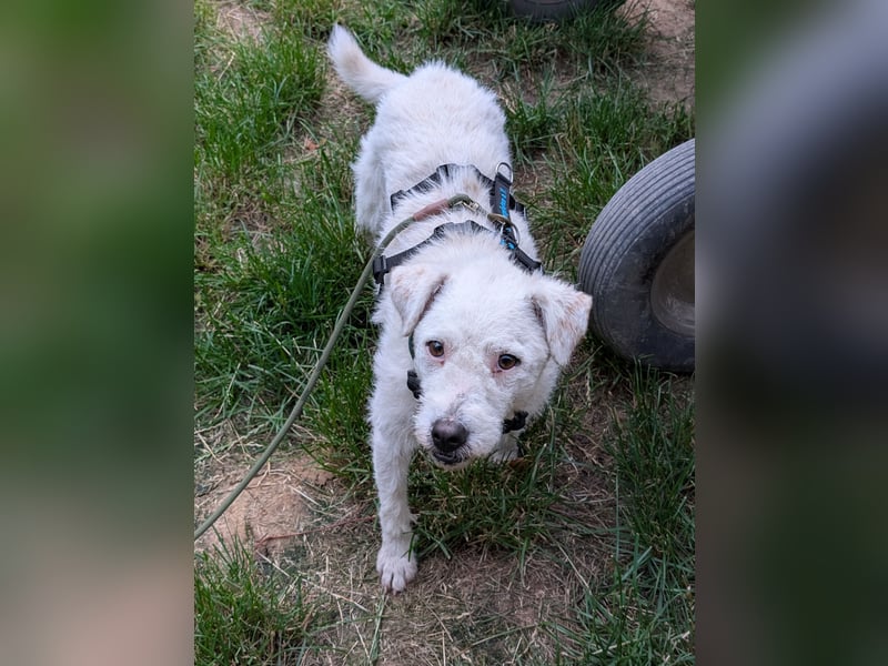 Nelly - Terrierdame sucht ihr für immer Zuhause!