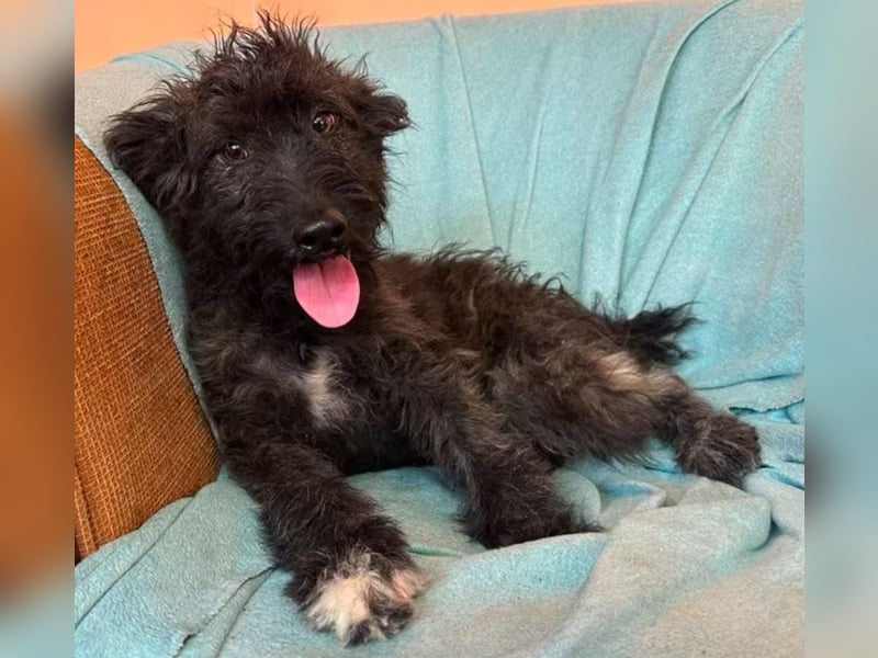 Rambo - schwarze Fluse sucht dich!