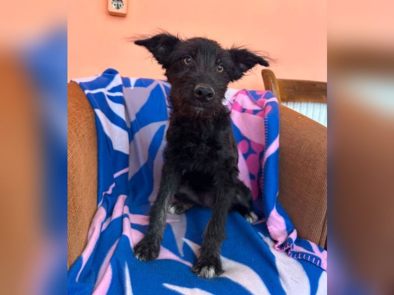 Elara - schwarze Plüschmaus sucht Familie!