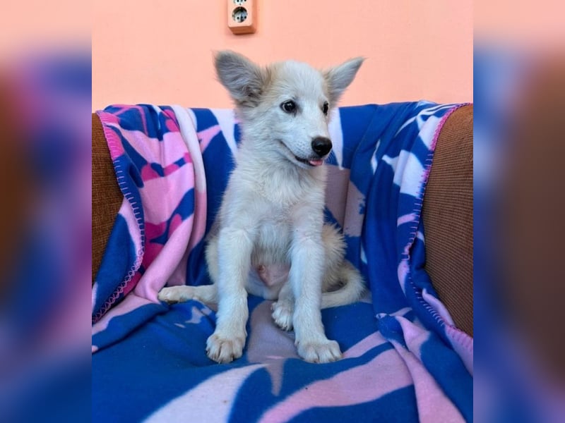 Elvis - Rockstar sucht seine Bühne!