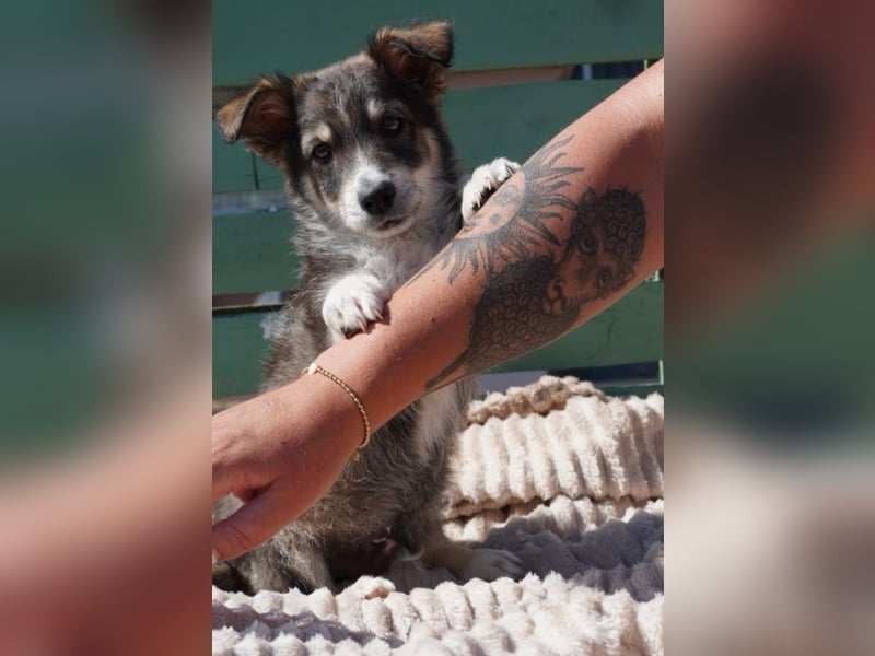 Friedolin - kleiner Entdecker sucht Zuhause!