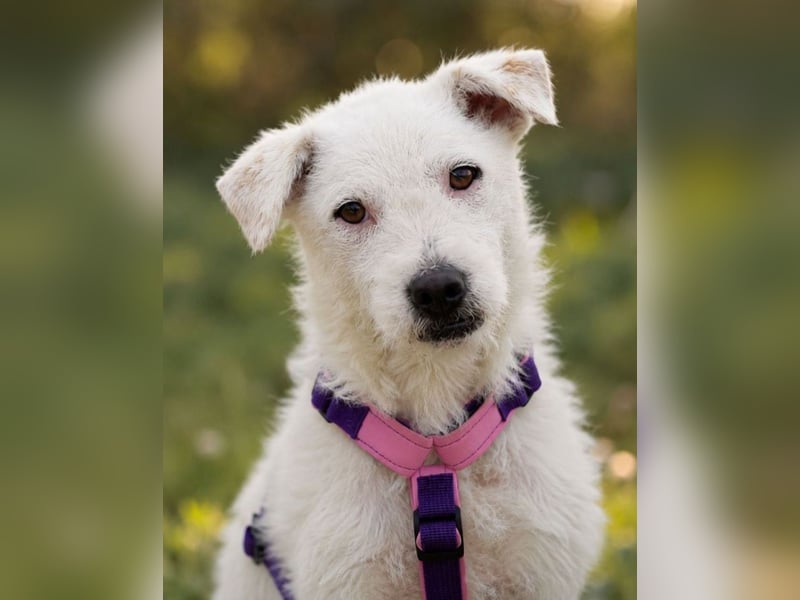 Nelly - Terrierdame sucht ihr für immer Zuhause!