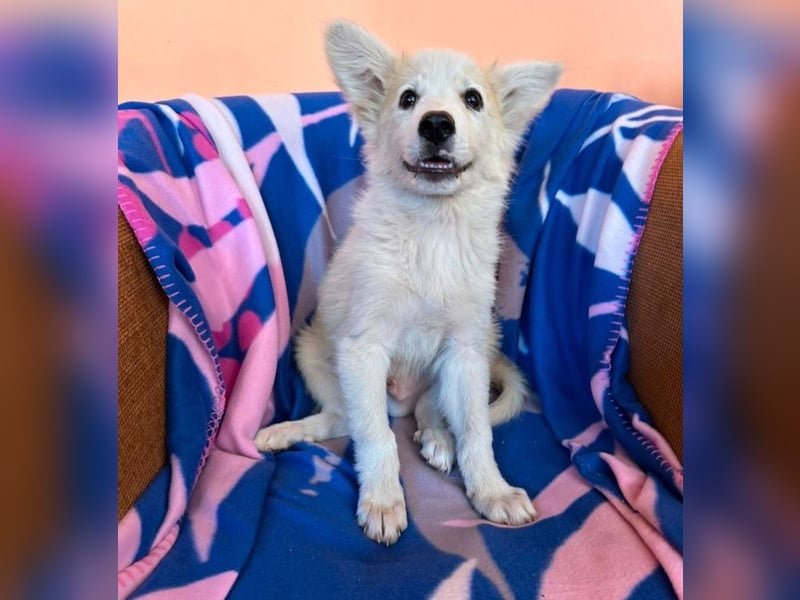 Elvis - Rockstar sucht seine Bühne!