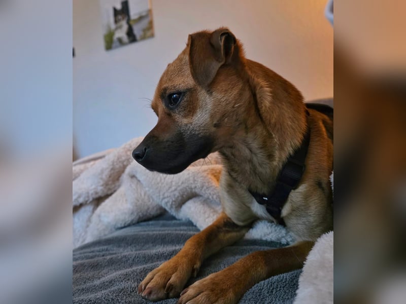 Pepsi - kleine Hündin sucht Menschen mit Herz!