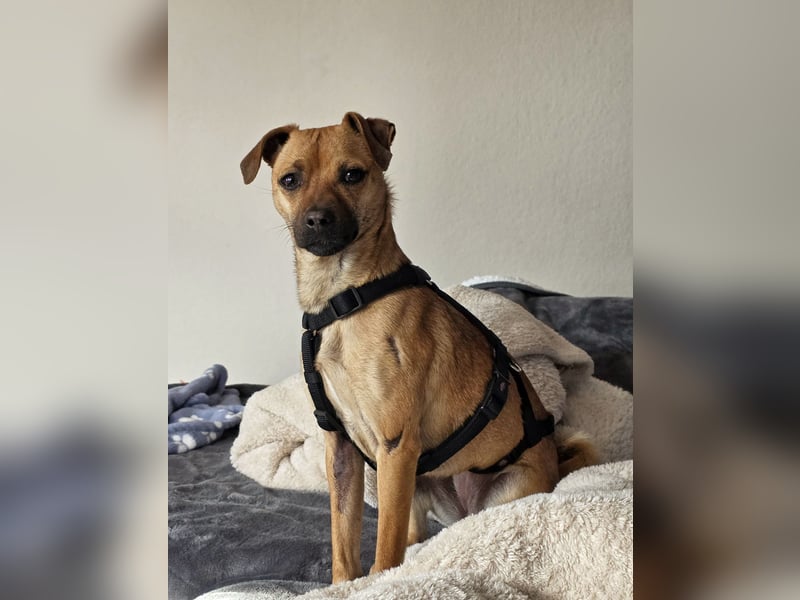 Pepsi - kleine Hündin sucht Menschen mit Herz!