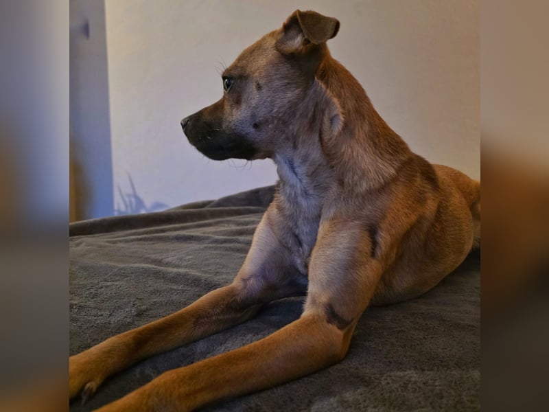 Pepsi - kleine Hündin sucht Menschen mit Herz!