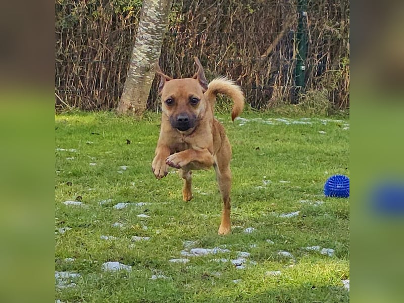 Pepsi - kleine Hündin sucht Menschen mit Herz!