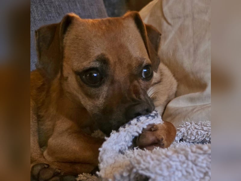 Pepsi - kleine Hündin sucht Menschen mit Herz!