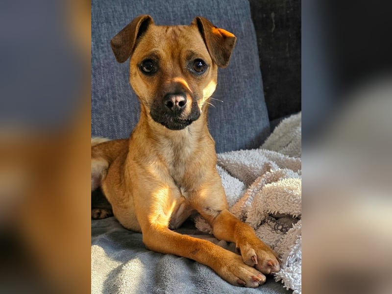 Pepsi - kleine Hündin sucht Menschen mit Herz!