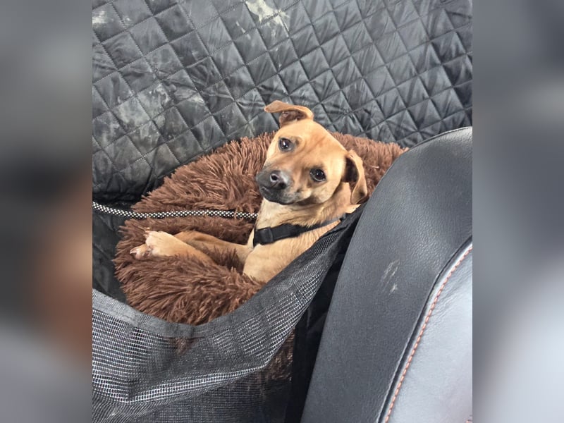 Pepsi - kleine Hündin sucht Menschen mit Herz!