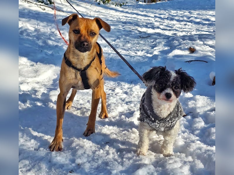 Pepsi - kleine Hündin sucht Menschen mit Herz!