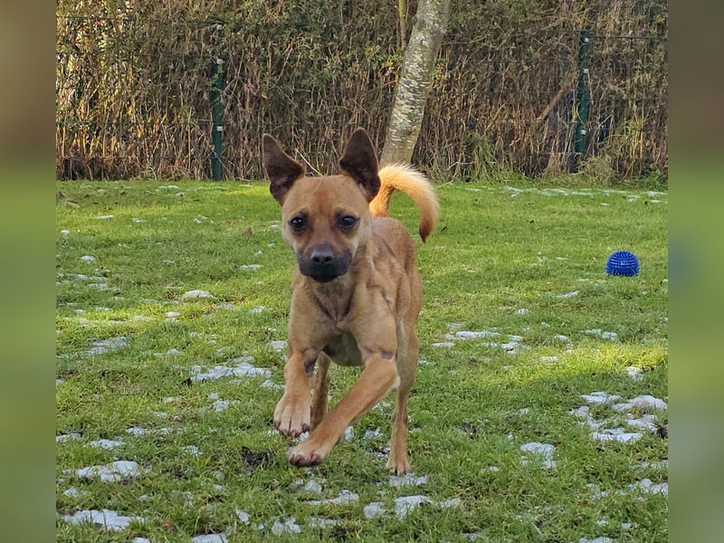 Pepsi - kleine Hündin sucht Menschen mit Herz!