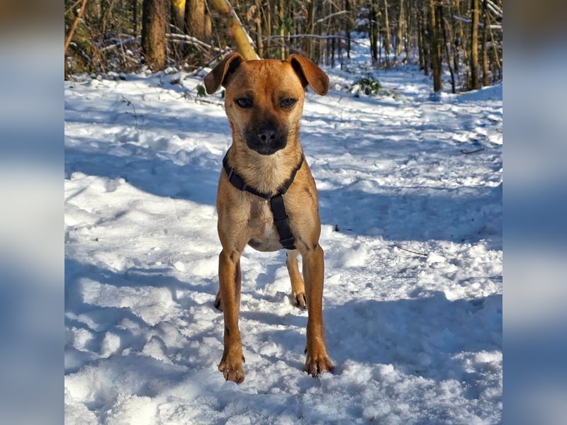 Pepsi - kleine Hündin sucht Menschen mit Herz!