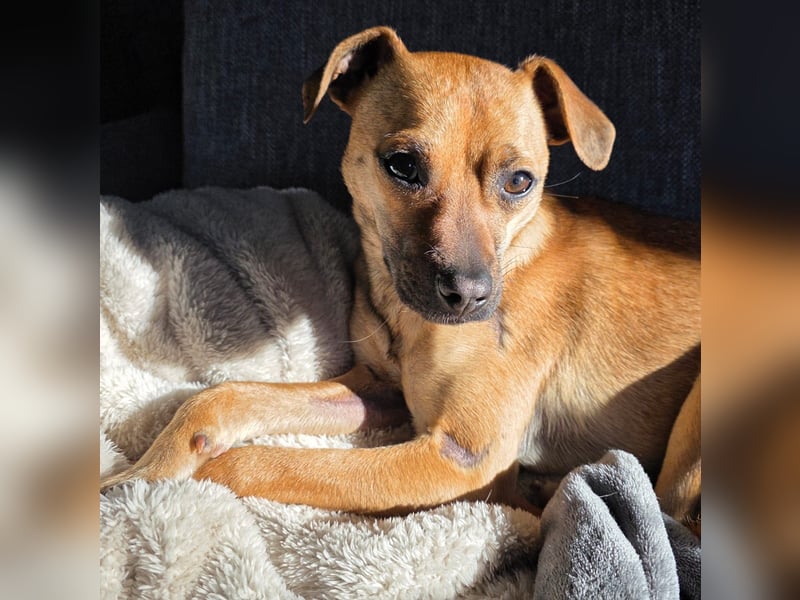 Pepsi - kleine Hündin sucht Menschen mit Herz!