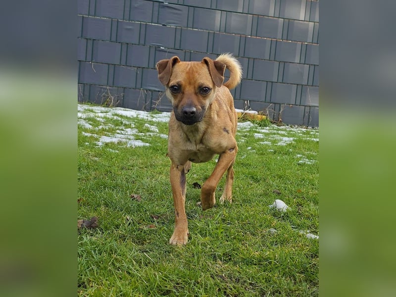 Pepsi - kleine Hündin sucht Menschen mit Herz!