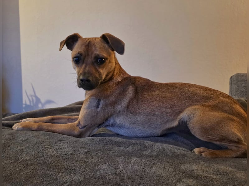 Pepsi - kleine Hündin sucht Menschen mit Herz!