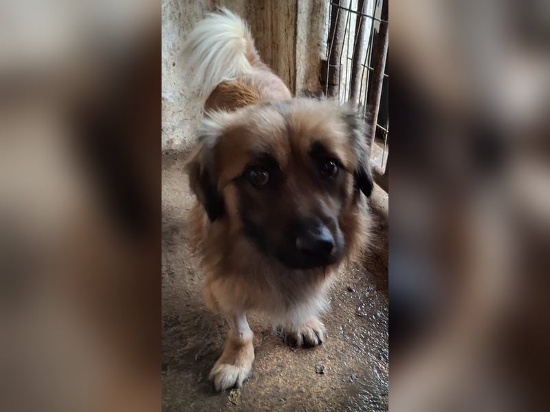 Rustie, geb. ca. 01/2023, lebt in GRIECHENLAND, auf einer privaten Pflegestelle