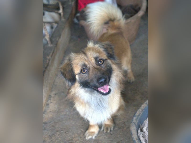 Rustie, geb. ca. 01/2023, lebt in GRIECHENLAND, auf einer privaten Pflegestelle