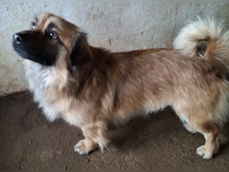 Rustie, geb. ca. 01/2023, lebt in GRIECHENLAND, auf einer privaten Pflegestelle