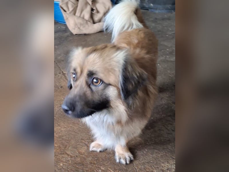 Rustie, geb. ca. 01/2023, lebt in GRIECHENLAND, auf einer privaten Pflegestelle