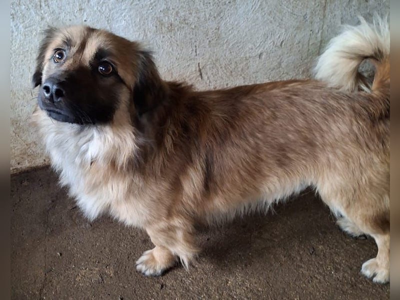 Rustie, geb. ca. 01/2023, lebt in GRIECHENLAND, auf einer privaten Pflegestelle