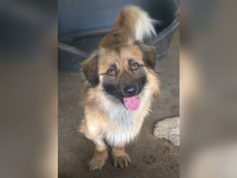 Rustie, geb. ca. 01/2023, lebt in GRIECHENLAND, auf einer privaten Pflegestelle