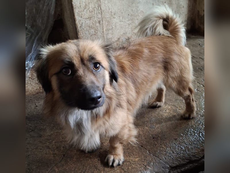 Rustie, geb. ca. 01/2023, lebt in GRIECHENLAND, auf einer privaten Pflegestelle