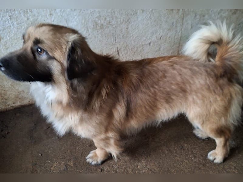 Rustie, geb. ca. 01/2023, lebt in GRIECHENLAND, auf einer privaten Pflegestelle