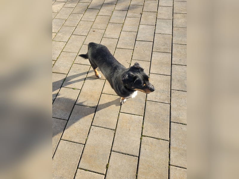 Anton sucht empatische Menschen