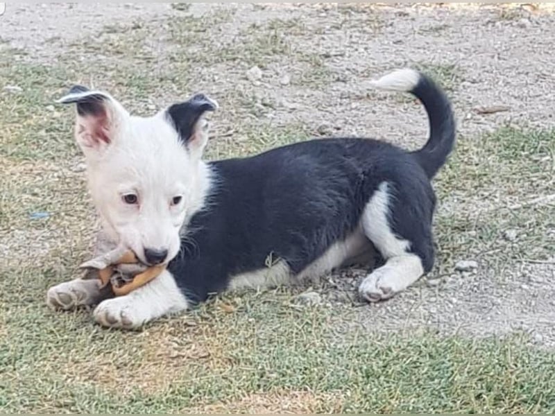 GAMORA mit der schwarzen Schnauze