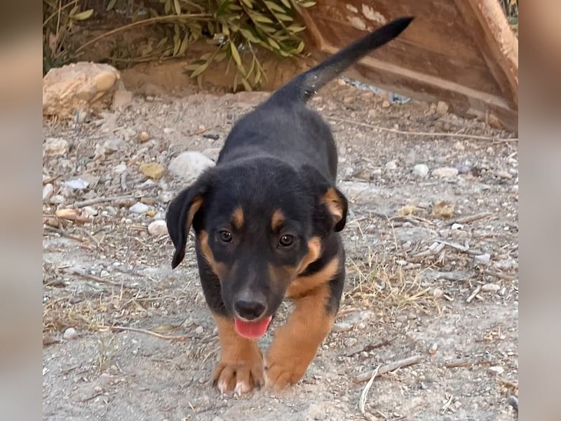 GROOT sucht seine Familie!