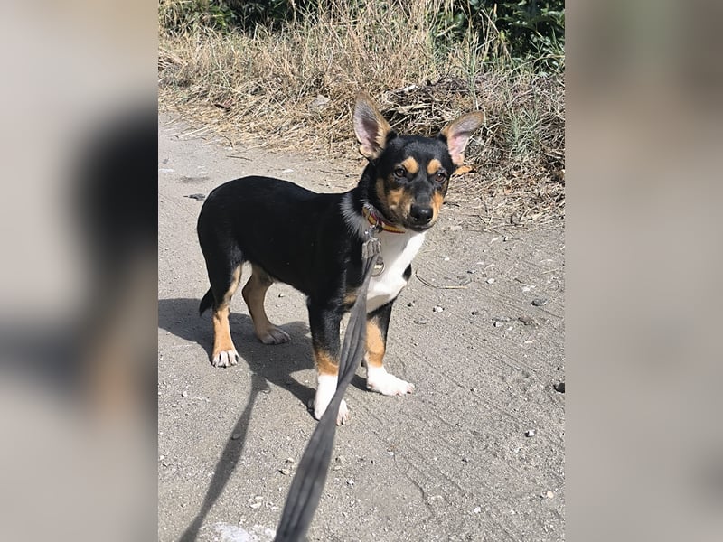 Kleiner Papo mit großem Herz sucht dich