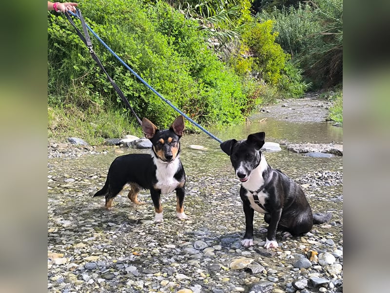 Kleiner Papo mit großem Herz sucht dich