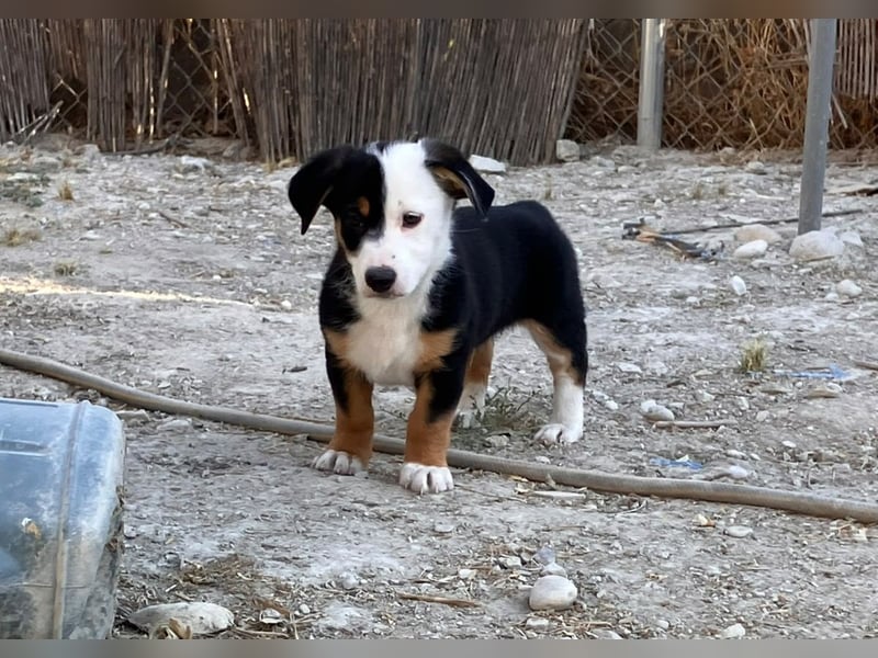 ROCKET möchte durchstarten