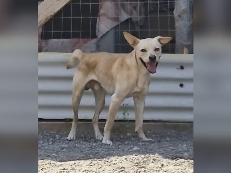 Aaron sucht sein Körbchen