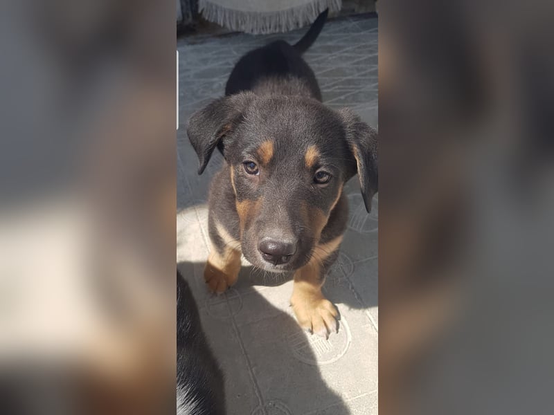 GROOT sucht seine Familie!