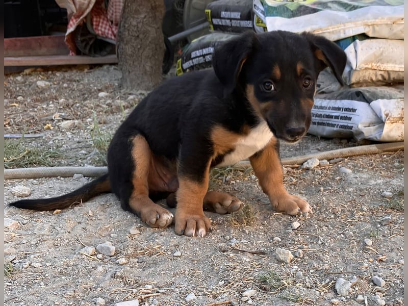 GROOT sucht seine Familie!