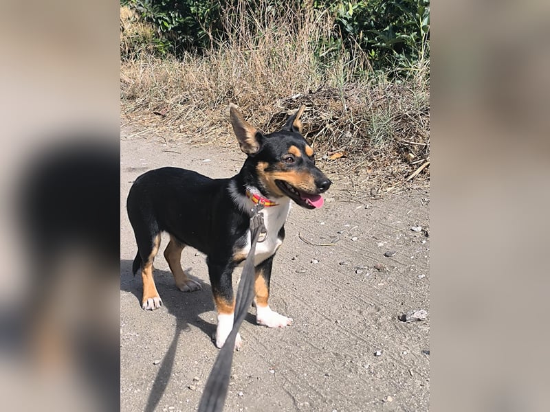 Kleiner Papo mit großem Herz sucht dich