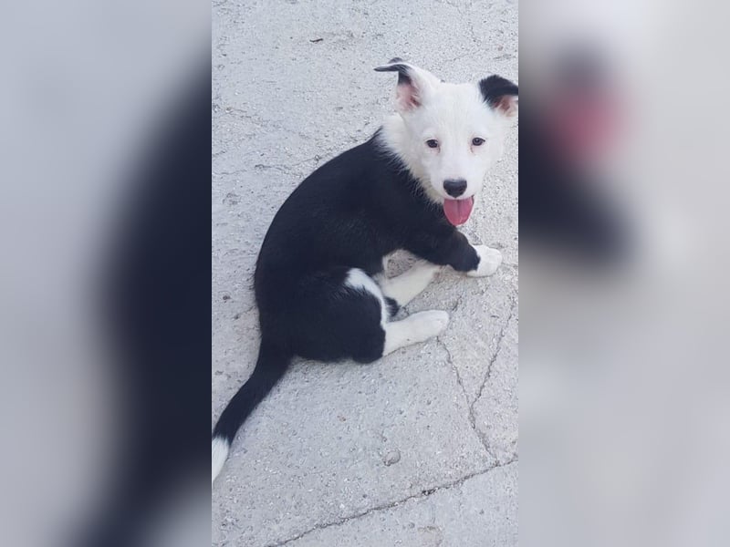 GAMORA mit der schwarzen Schnauze