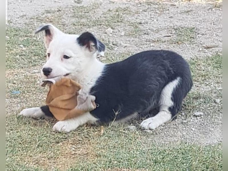 GAMORA mit der schwarzen Schnauze