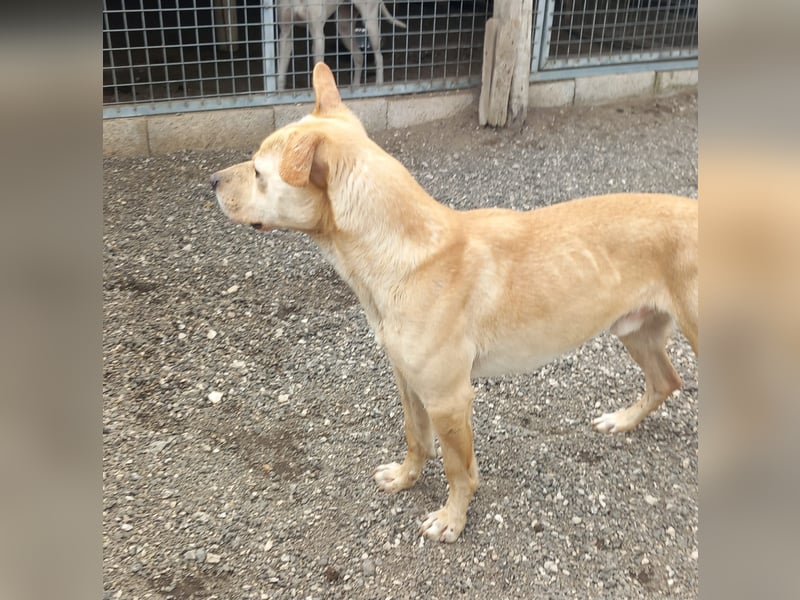 Aaron sucht sein Körbchen