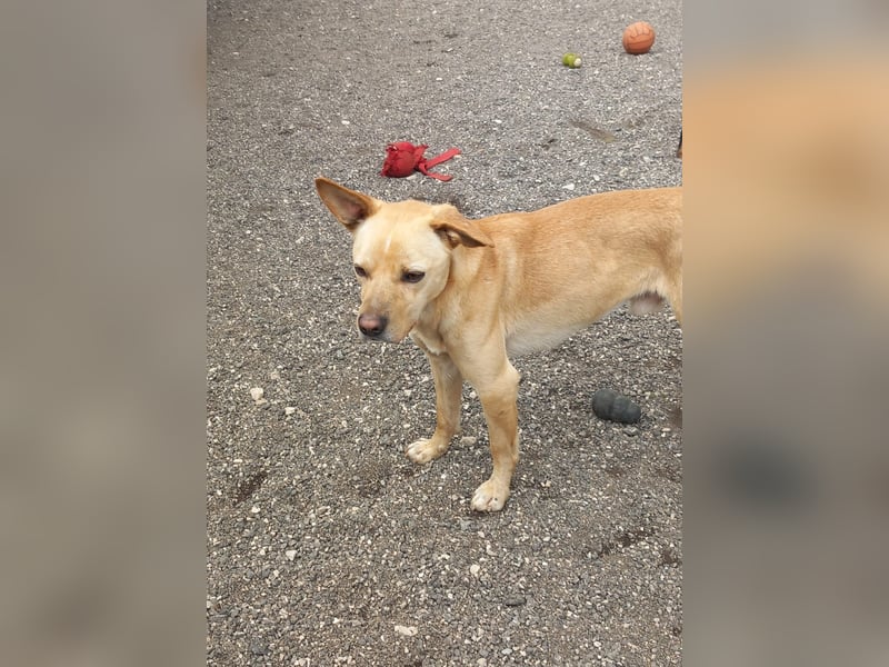 Aaron sucht sein Körbchen